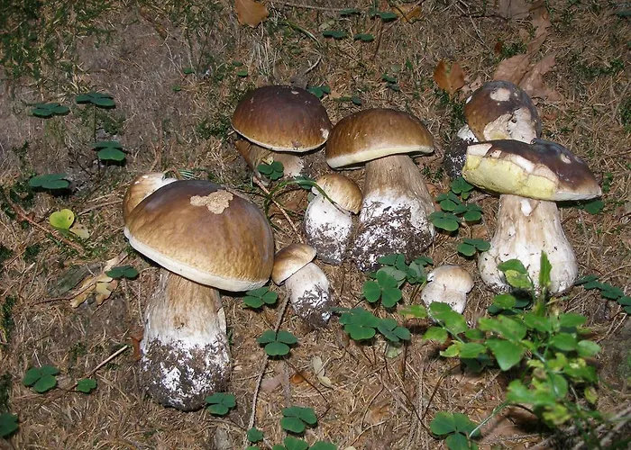Feriehus Horska Hribek Benecko